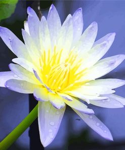 White Aquatic Flower Paint By Numbers