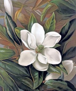 Pink Magnolia Bloom Paint By Numbers