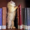 White Kitten Book Lover Paint By Numbers