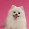 White Pomeranian Dog Paint By Numbers