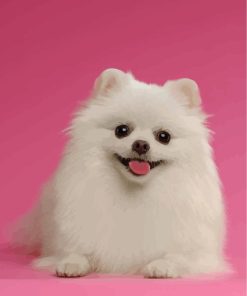 White Pomeranian Dog Paint By Numbers
