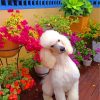White Poodle Dog Paint By Numbers