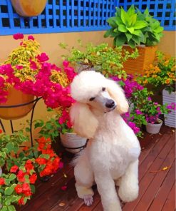 White Poodle Dog Paint By Numbers