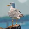 Seagull Bird Portrait Paint By Numbers