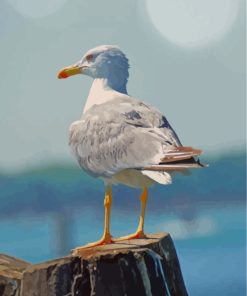 Seagull Bird Portrait Paint By Numbers