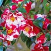 Camellia Blooms Paint By Numbers