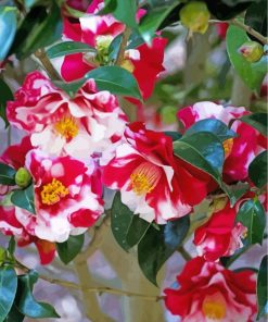 Camellia Blooms Paint By Numbers