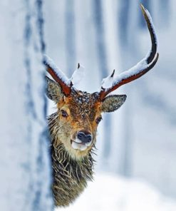 Majestic Deer Stag Paint By Numbers