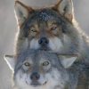 Majestic Wolves Couple Paint By Numbers