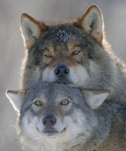 Majestic Wolves Couple Paint By Numbers