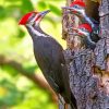 Woodpecker Birds Paint By Numbers