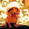 Christmas Dachshund Dogs Paint By Numbers