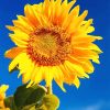 Beautiful Yellow Sunflower Paint By Numbers