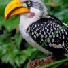 Yellow Hornbill Birds Paint By Numbers