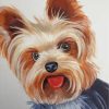 Yorkshire Terrier Animals Paint By Numbers